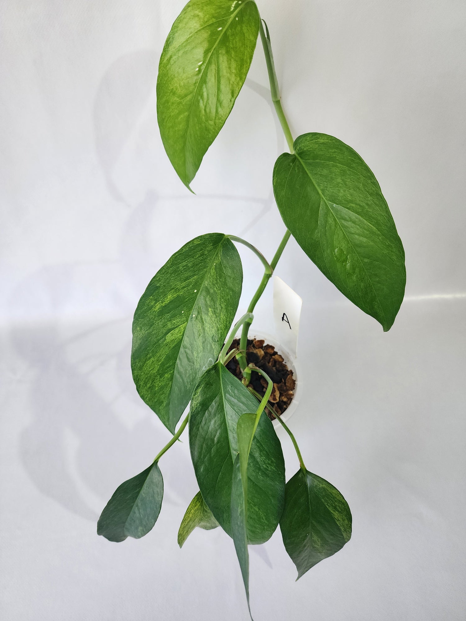 Variegated foliage of Epipremnum pinnatum ‘Mint’ with pale green and silver tones.-A