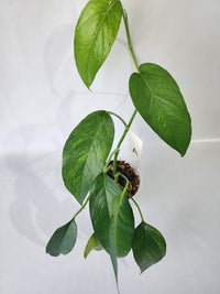 Variegated foliage of Epipremnum pinnatum ‘Mint’ with pale green and silver tones.-A