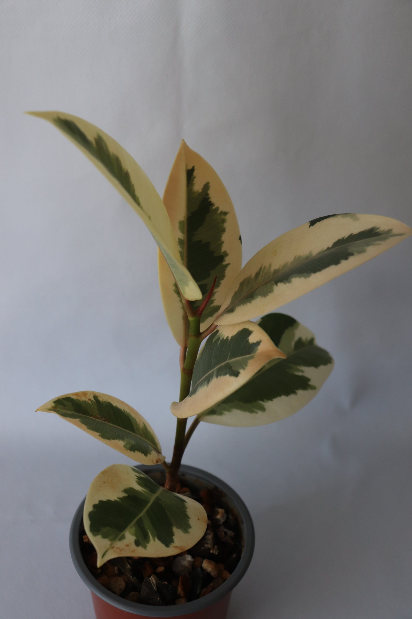 Detailed view of Ficus Tineke houseplant with striking variegated leaf pattern