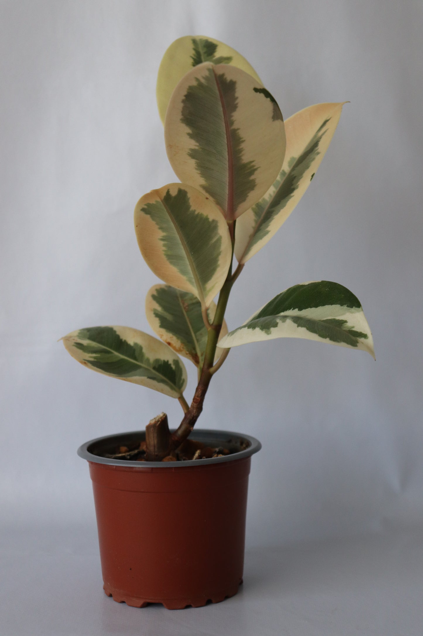 Ficus Tineke variegated rubber plant in 90mm pot from Leaf of Faith SA