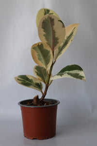 Ficus Tineke variegated rubber plant in 90mm pot from Leaf of Faith SA