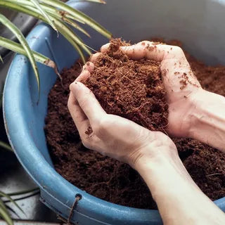 plant soil and fertilizers