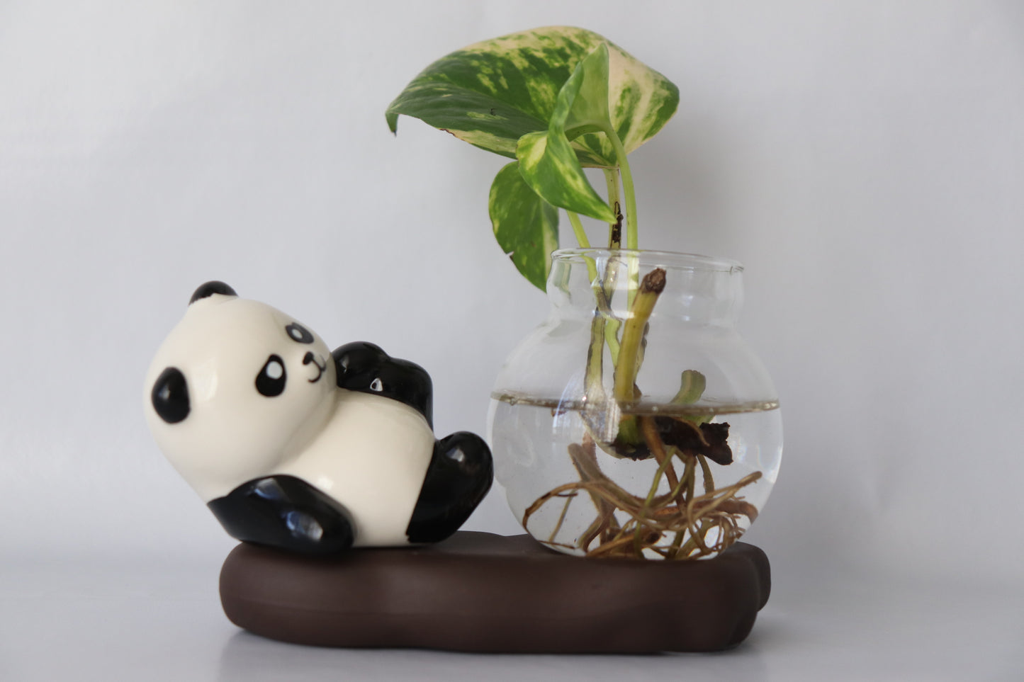 Panda Glass Hydroponic Proporgation Planter