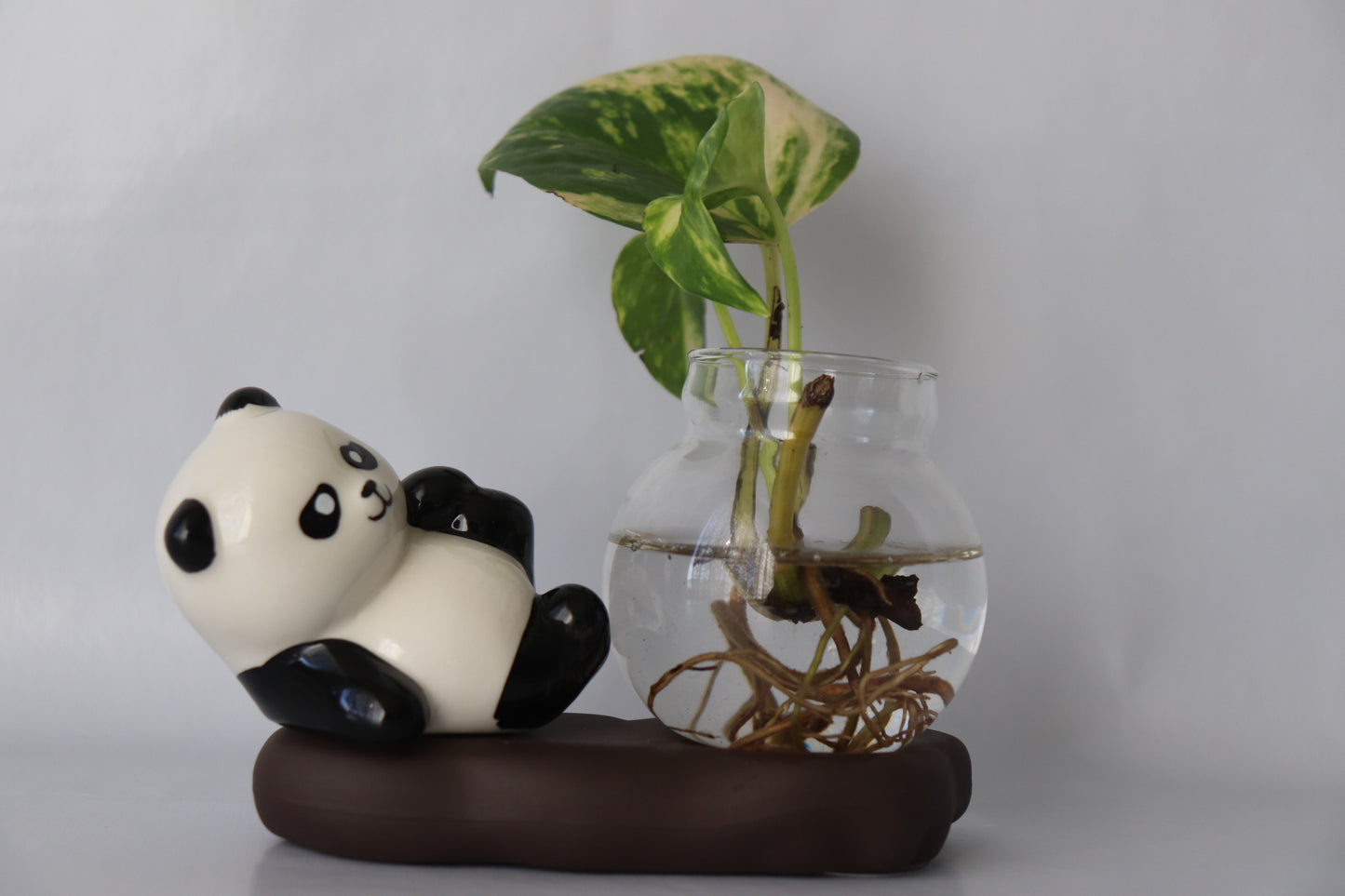 Panda Glass Hydroponic Proporgation Planter