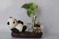 Panda Glass Hydroponic Proporgation Planter