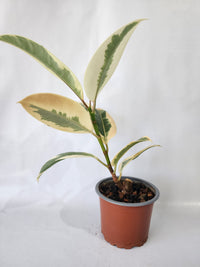 Ficus Tineke rubber plant with green and cream variegated leaves in a 90mm pot