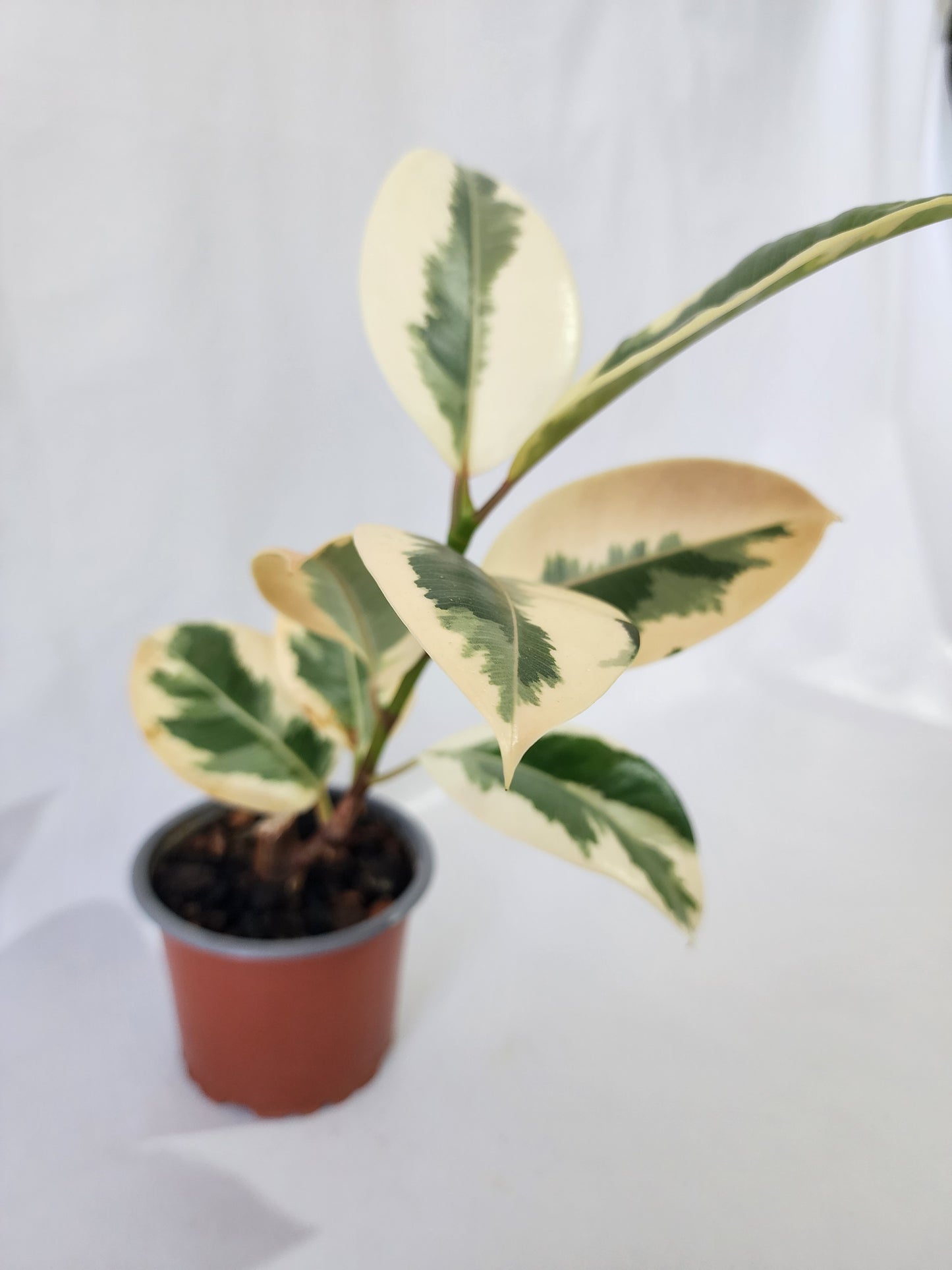 Ficus Tineke indoor plant grown with care by Leaf of Faith SA