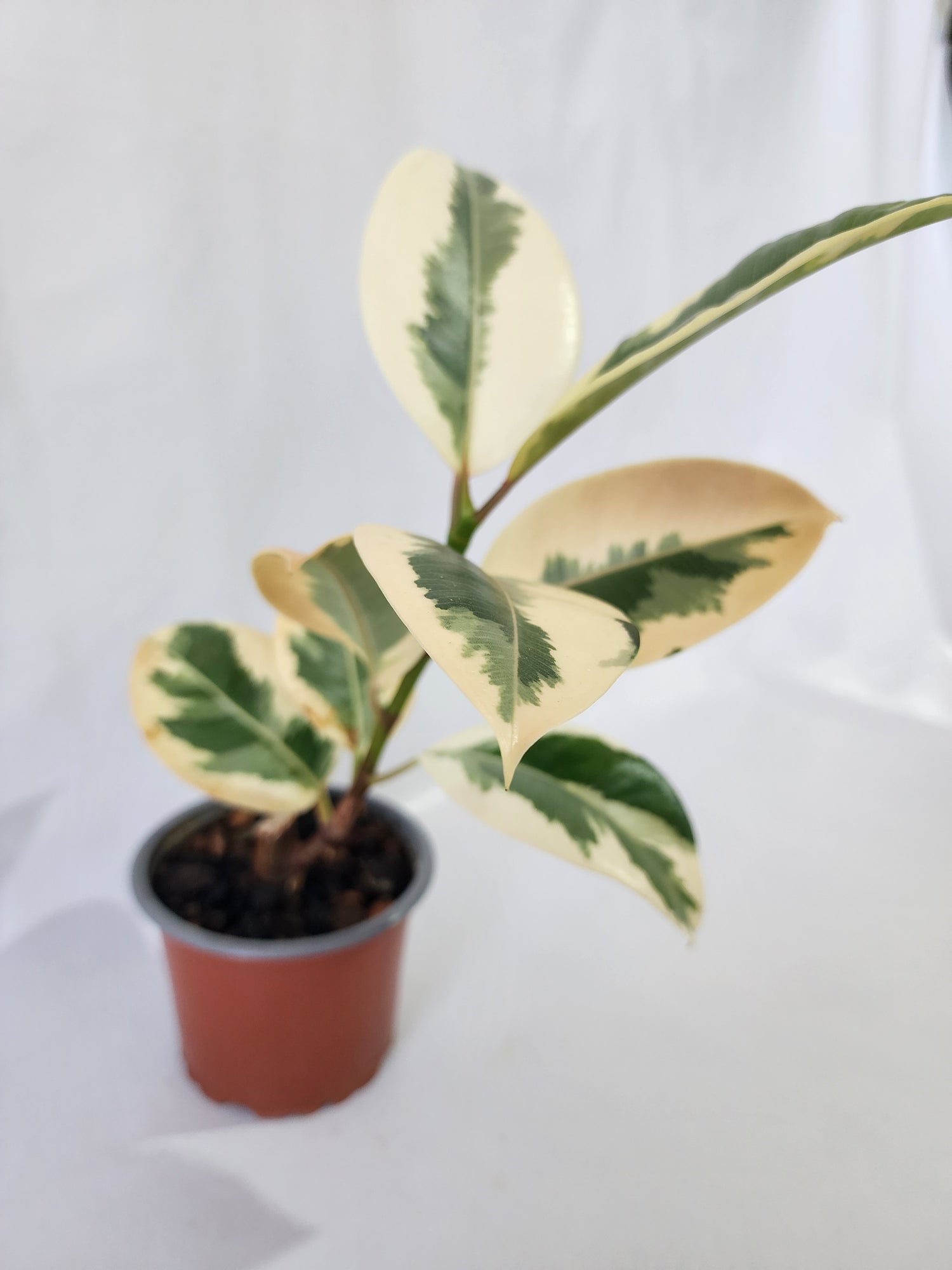 Ficus Tineke indoor plant grown with care by Leaf of Faith SA