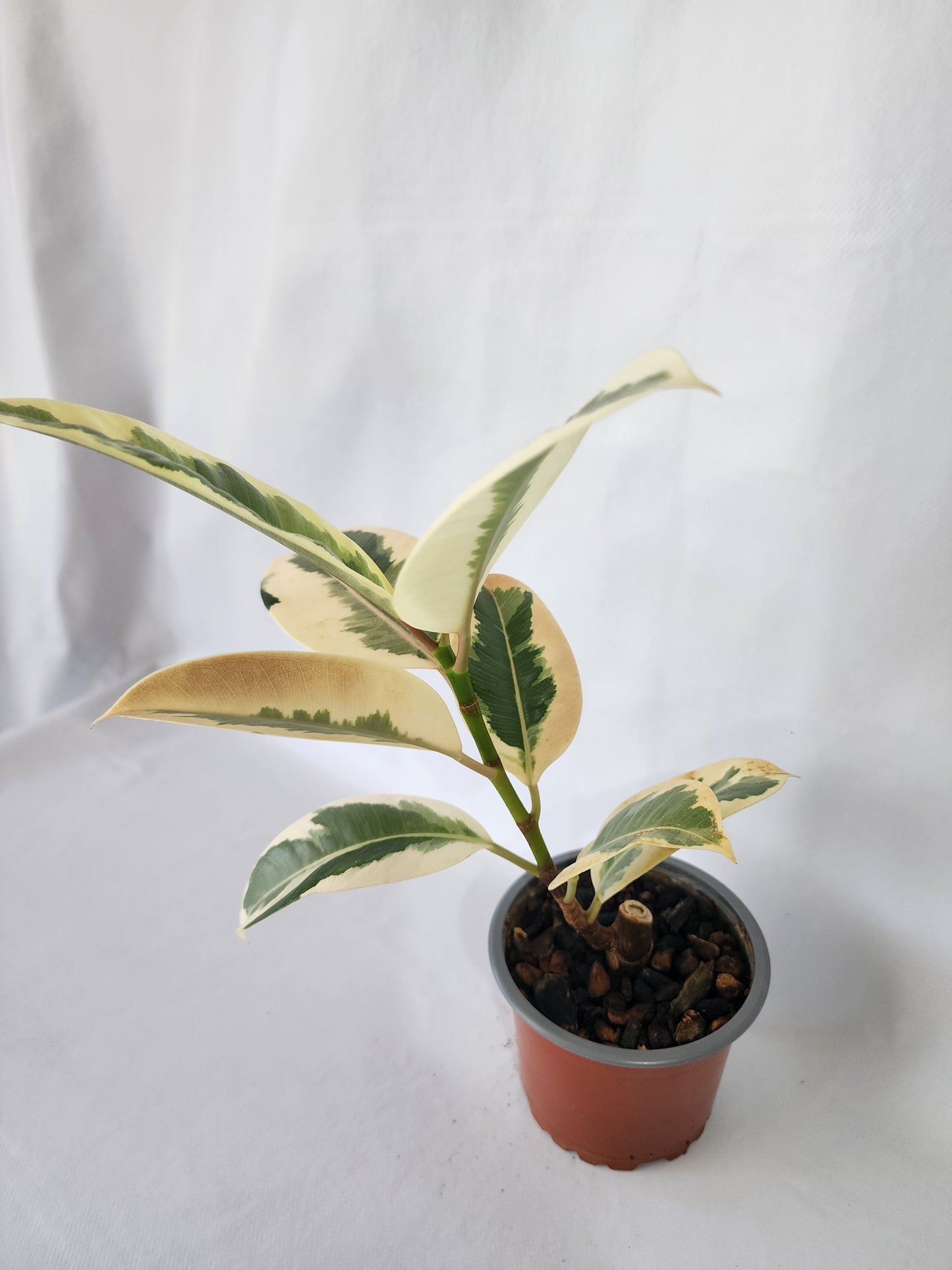 Healthy Ficus Tineke rubber plant with upright growth in a nursery pot