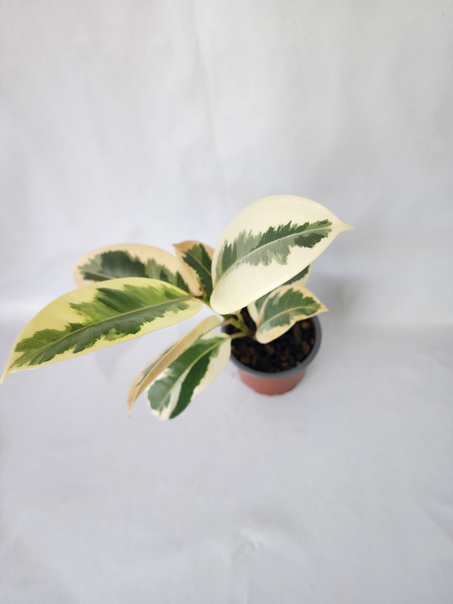 Ficus Tineke indoor plant grown with care by Leaf of Faith SA