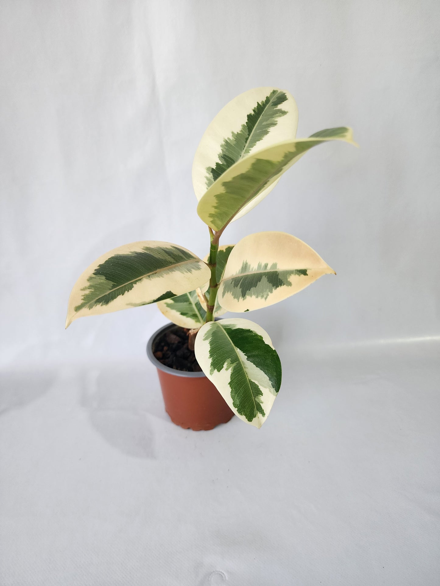 Close-up of Ficus Tineke leaf showing green, cream and soft variegation