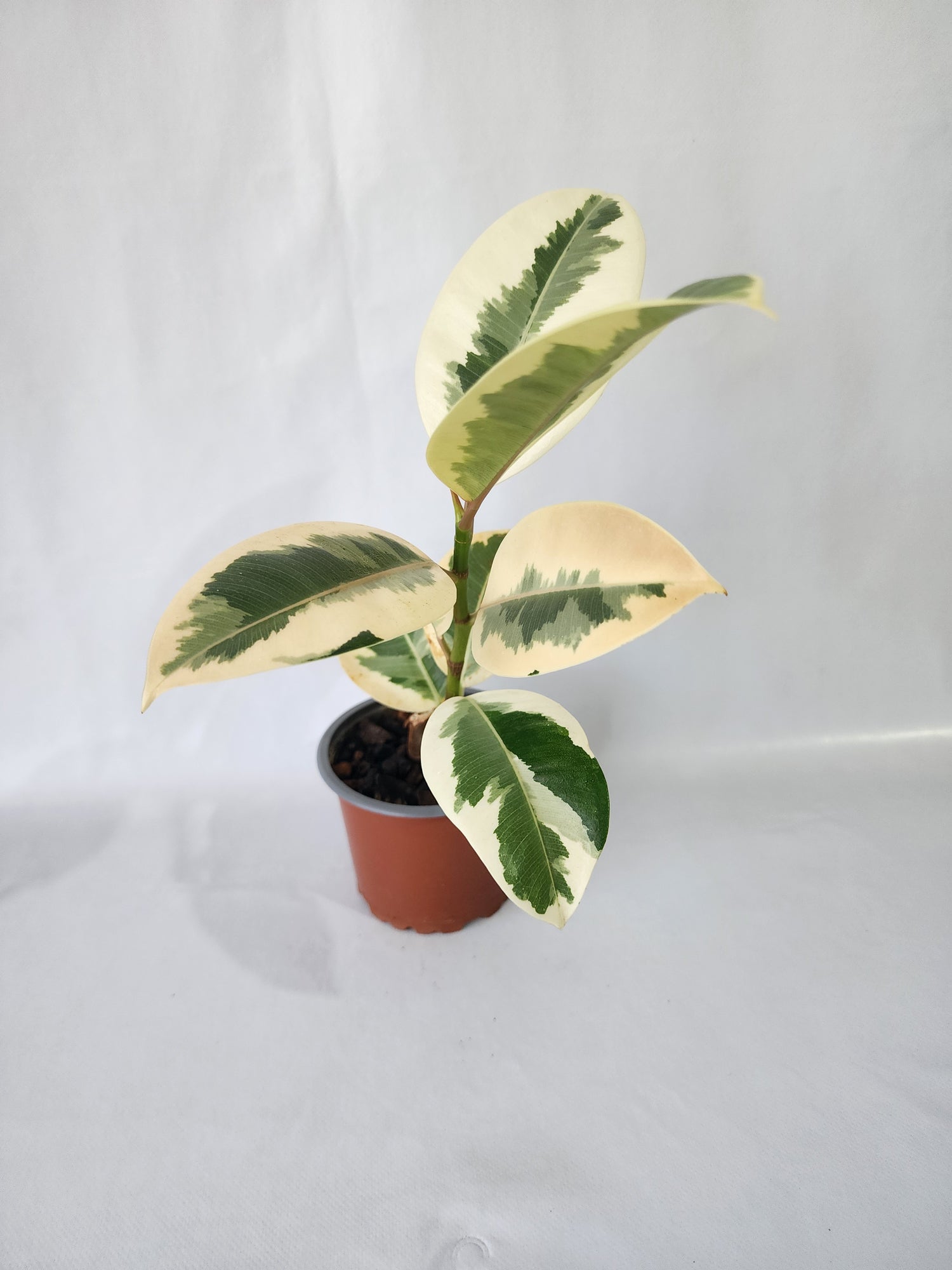 Close-up of Ficus Tineke leaf showing green, cream and soft variegation