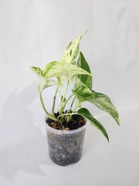 Marble Queen Pothos indoor plant with creamy white and green variegated leaves in a 100mm pot