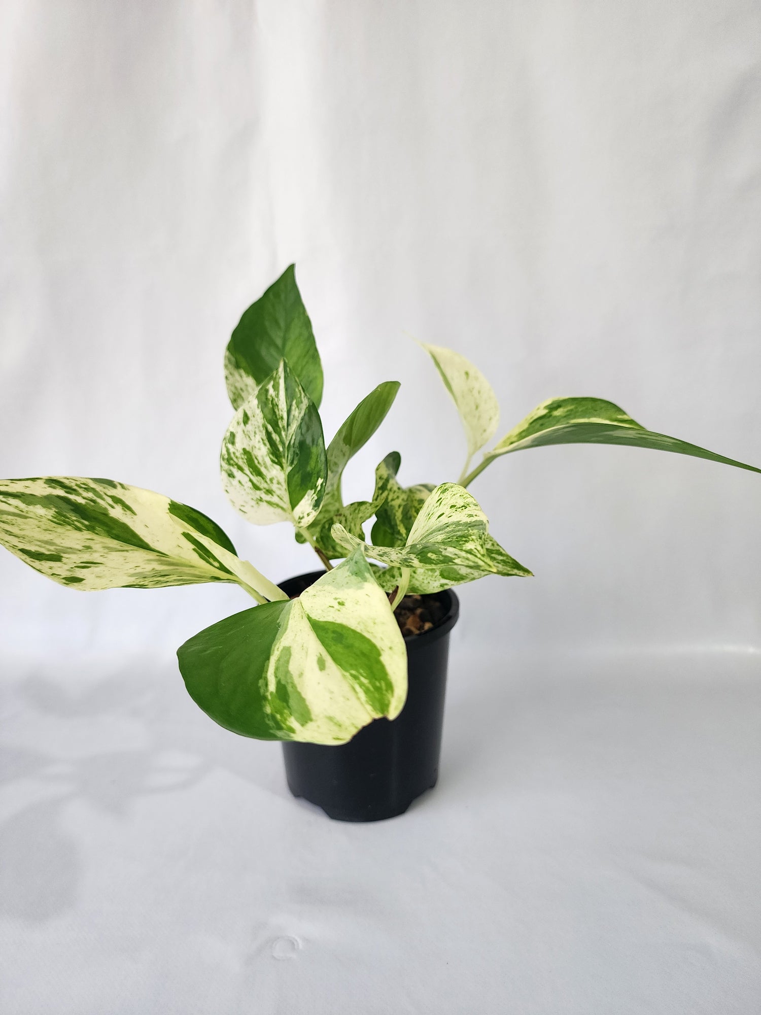 Queen Pothos indoor plant with creamy white and green variegated leaves in a 100mm pot