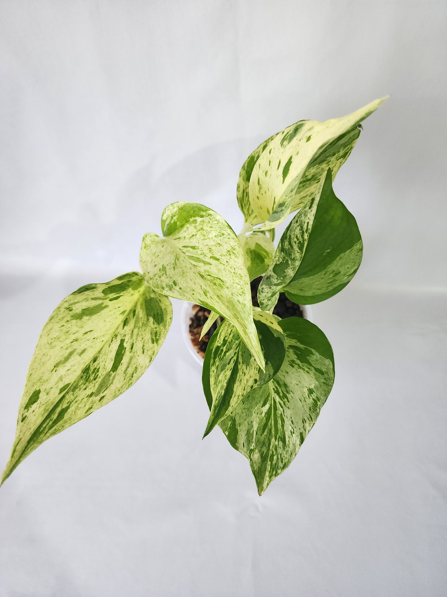 Well-established Marble Queen Pothos grown with care by Leaf of Faith SA