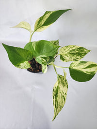 Marble Queen Pothos grown and nurtured by Leaf of Faith SA in South Australia