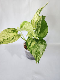 Marble Queen Pothos grown and nurtured by Leaf of Faith SA in South Australia