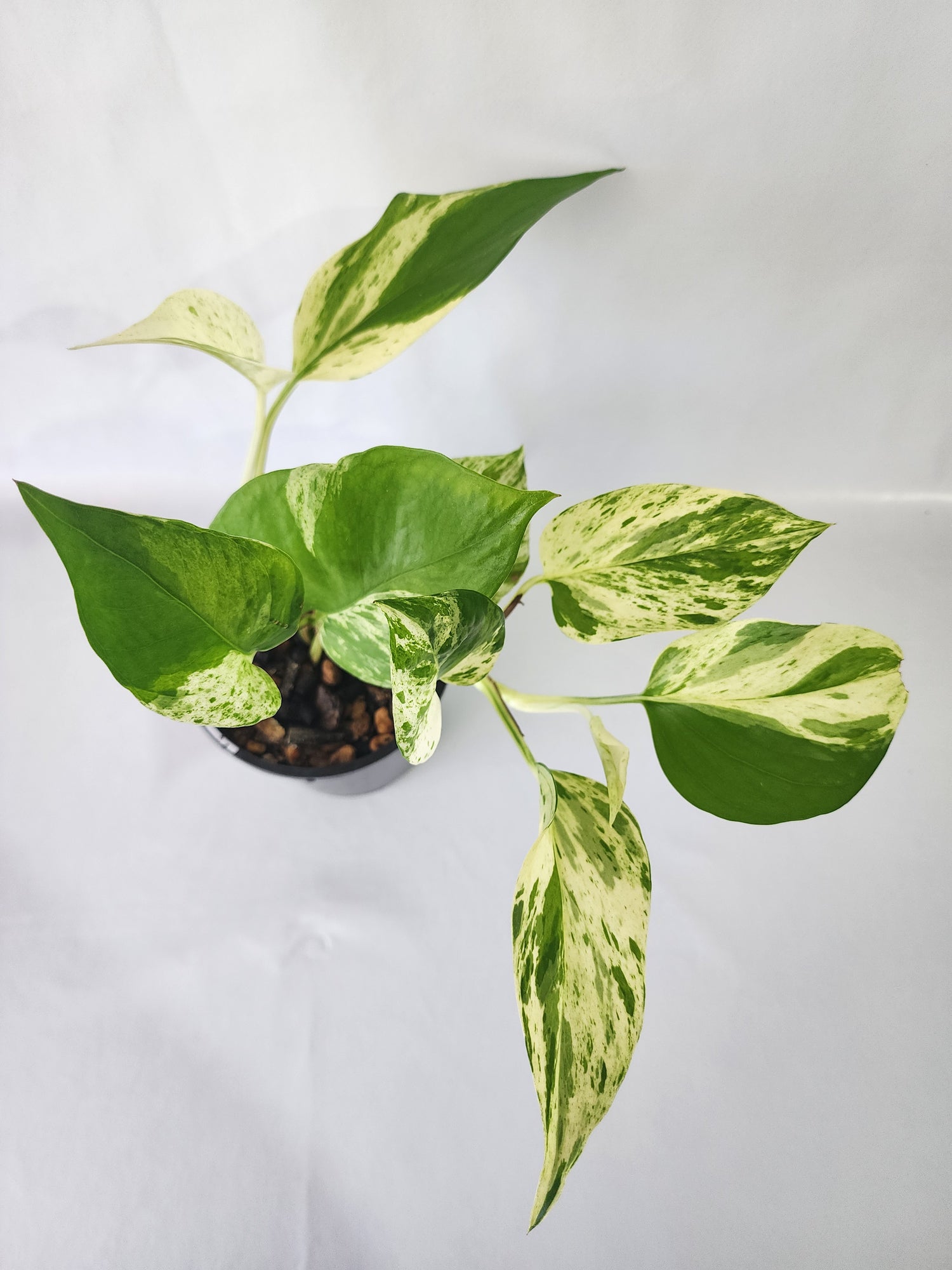 Close-up of Marble Queen Pothos leaf with crisp white and green variegation
