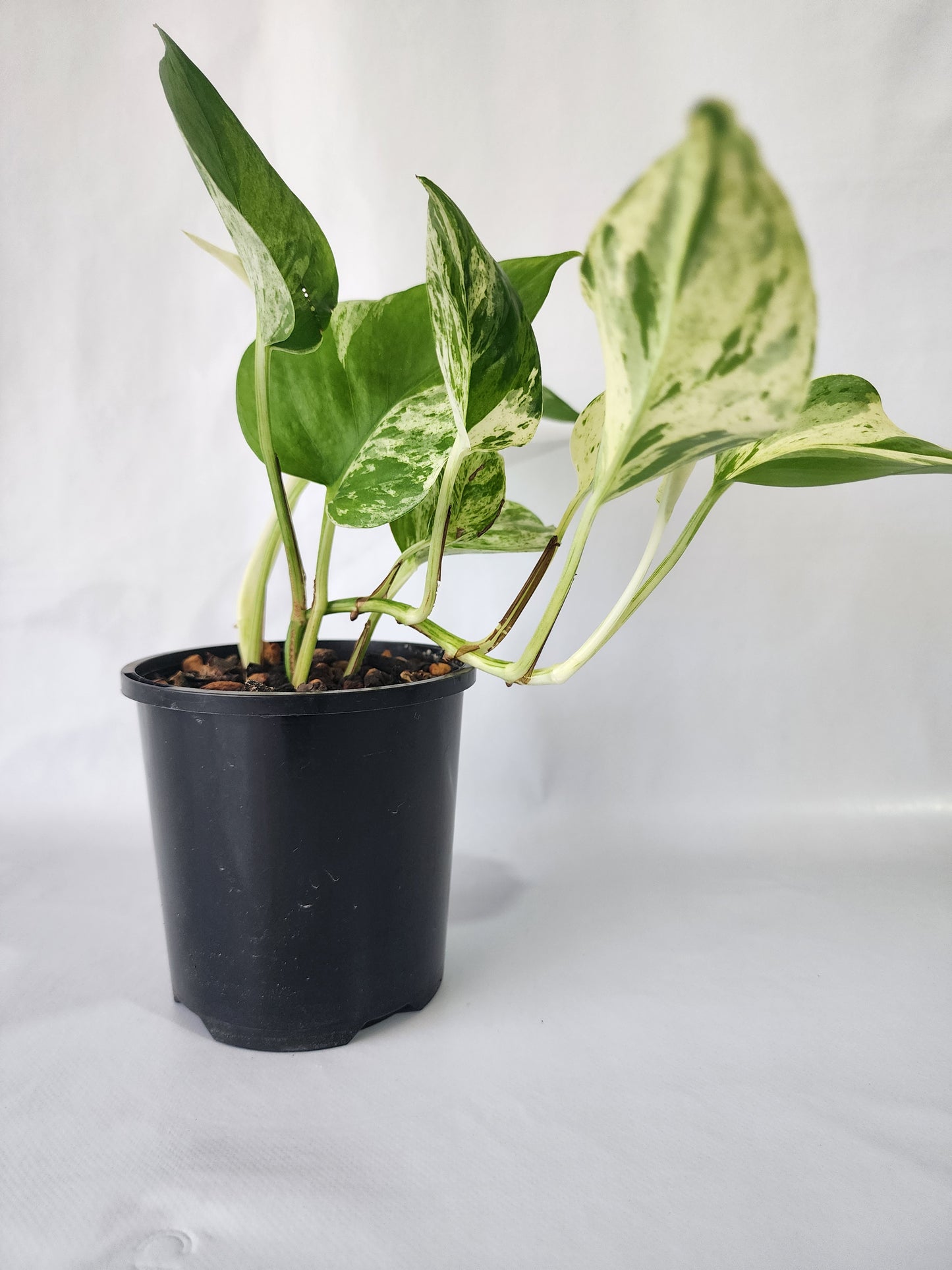 Marble Queen Pothos used as decorative indoor plant in a home setting