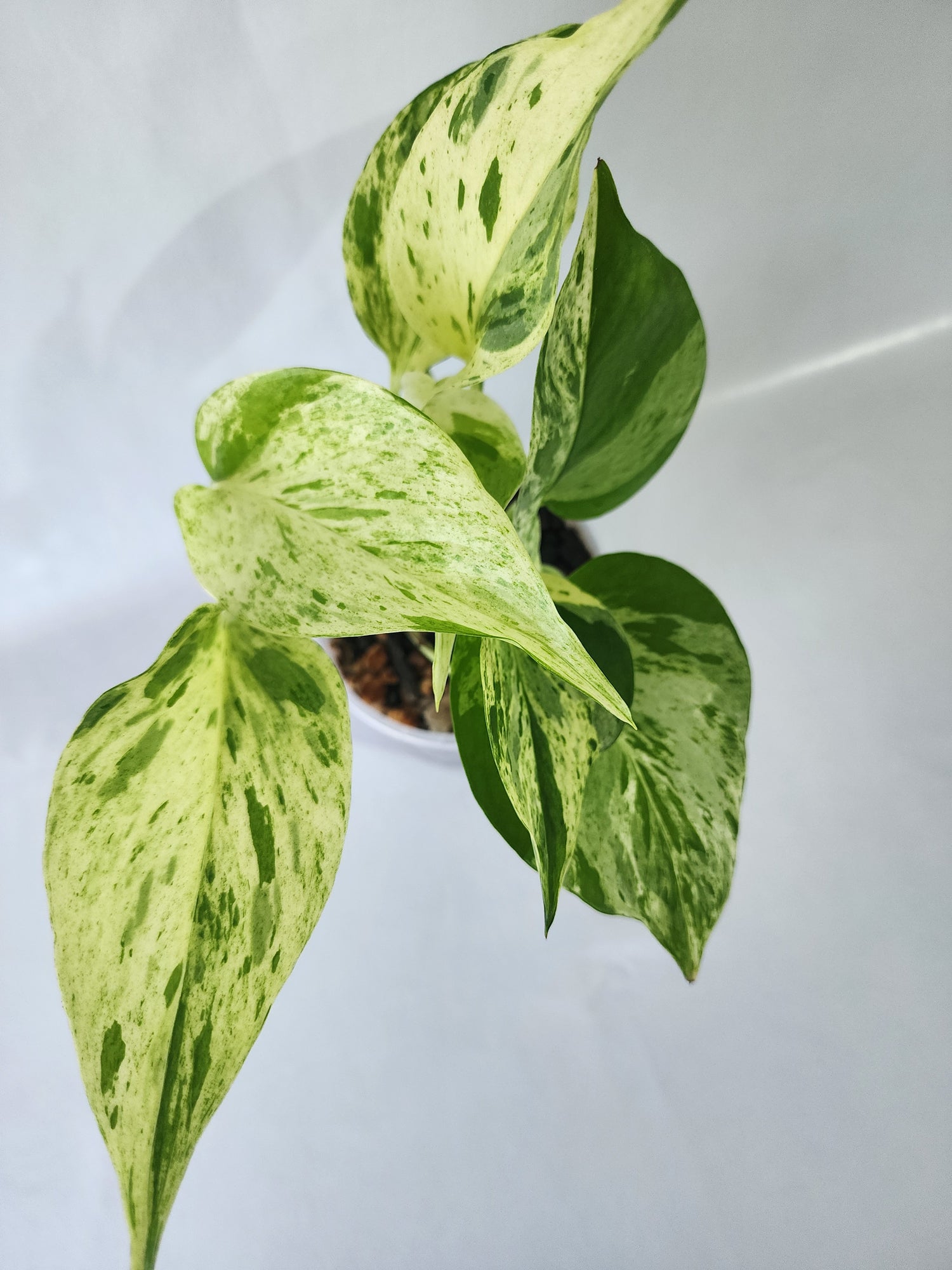 Top view of healthy Marble Queen Pothos in a nursery pot with dense foliage