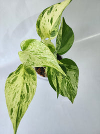 Top view of healthy Marble Queen Pothos in a nursery pot with dense foliage