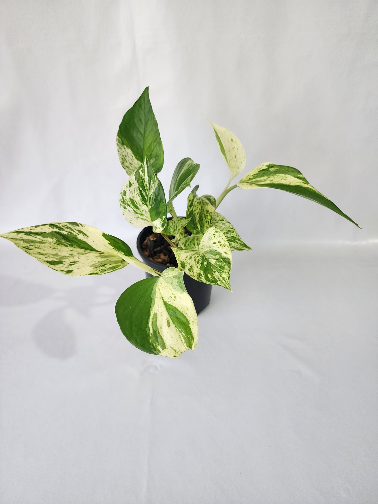 Top view of healthy Marble Queen Pothos in a nursery pot with dense foliage