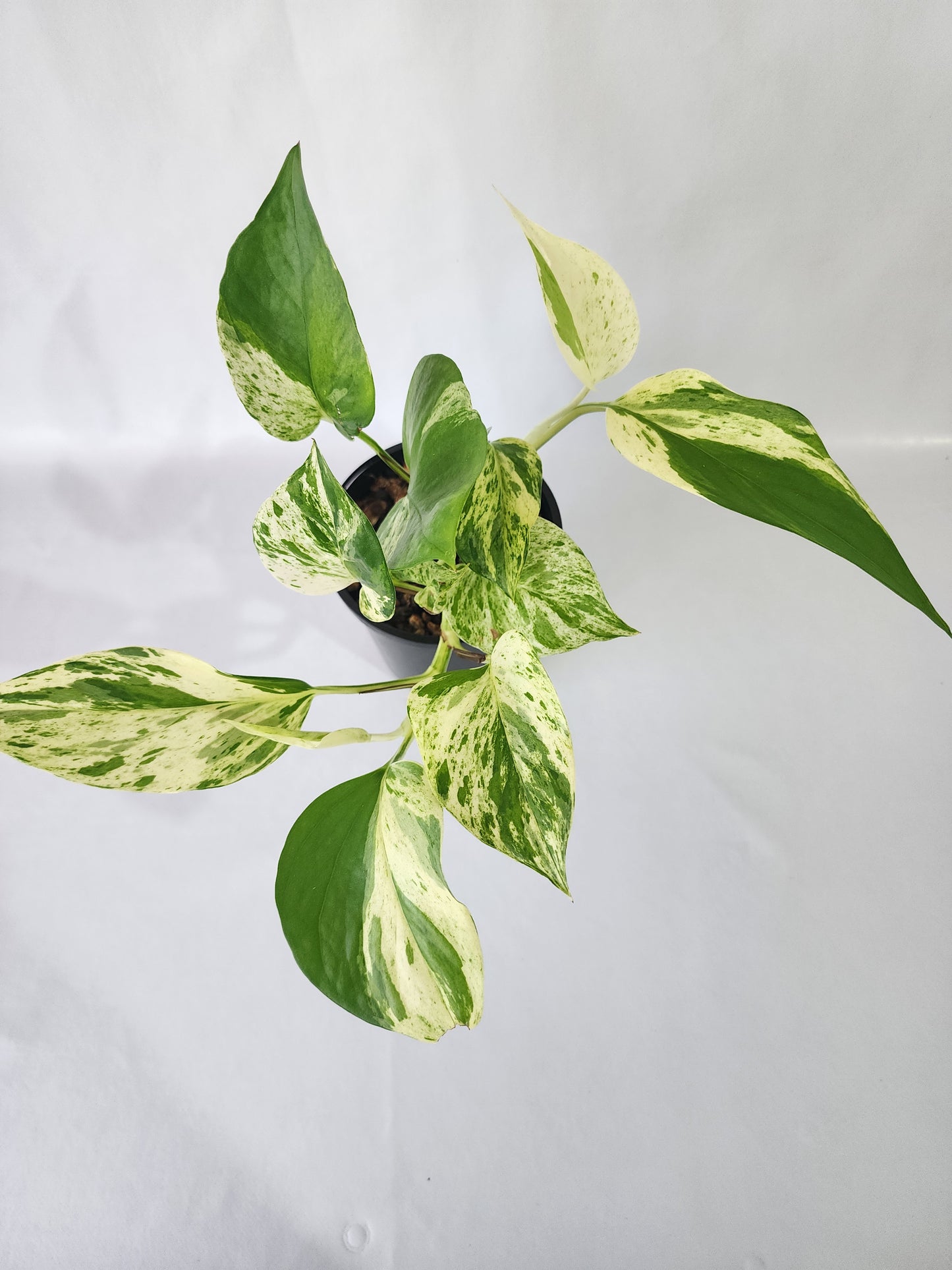 Trailing vines of Marble Queen Pothos with lush variegated foliage