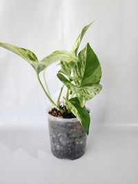Trailing vines of Marble Queen Pothos with lush variegated foliage