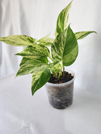 Close-up of Marble Queen Pothos leaf showing white and green marbled variegation-Clear-Pot