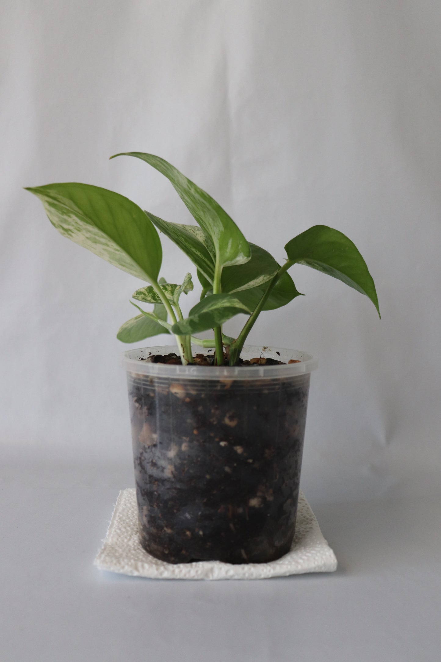 Marble Queen Pothos in 100mm pot showing full trailing foliage