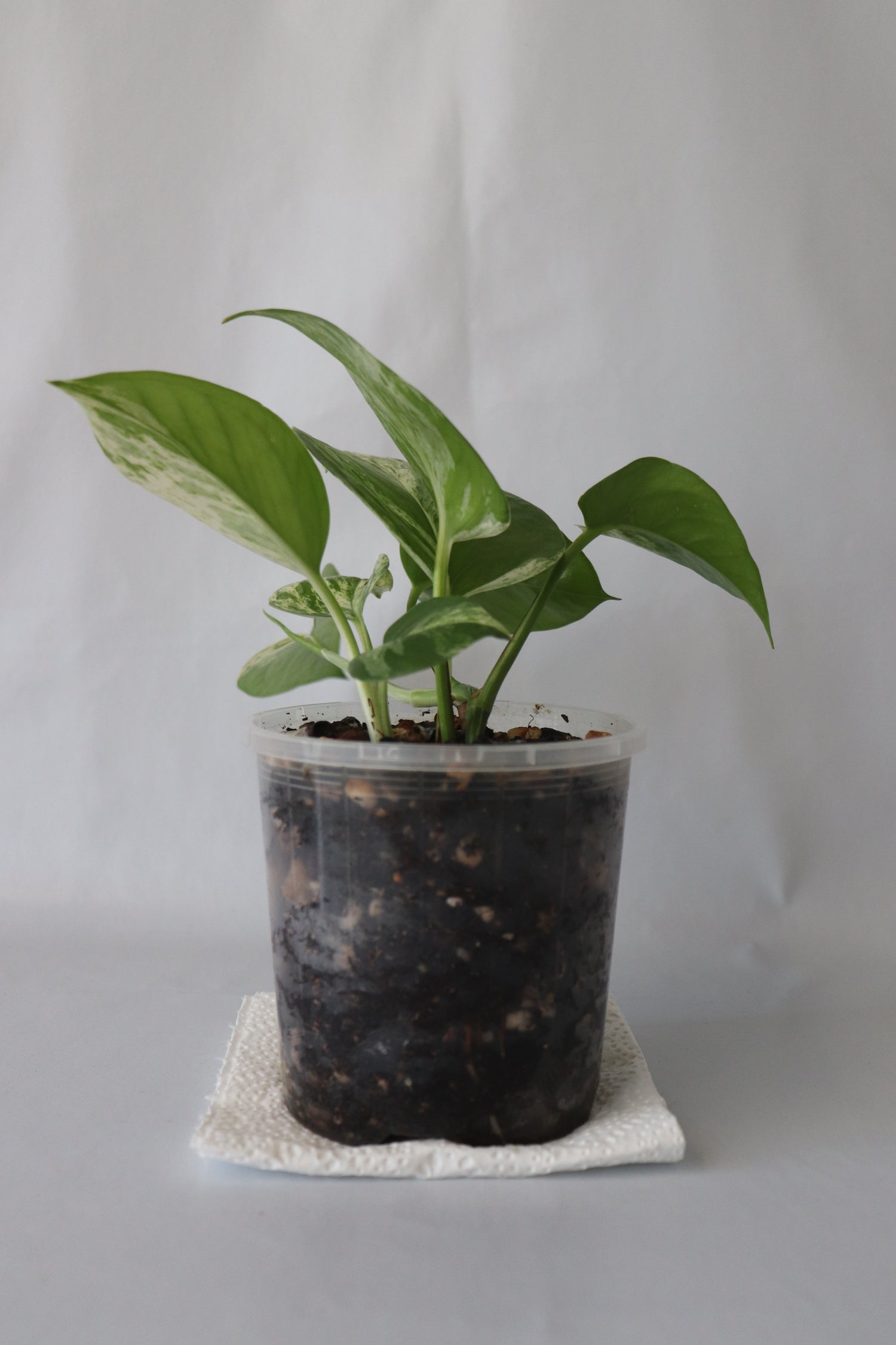 Marble Queen Pothos in 100mm pot showing full trailing foliage