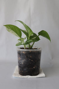 Marble Queen Pothos in 100mm pot showing full trailing foliage