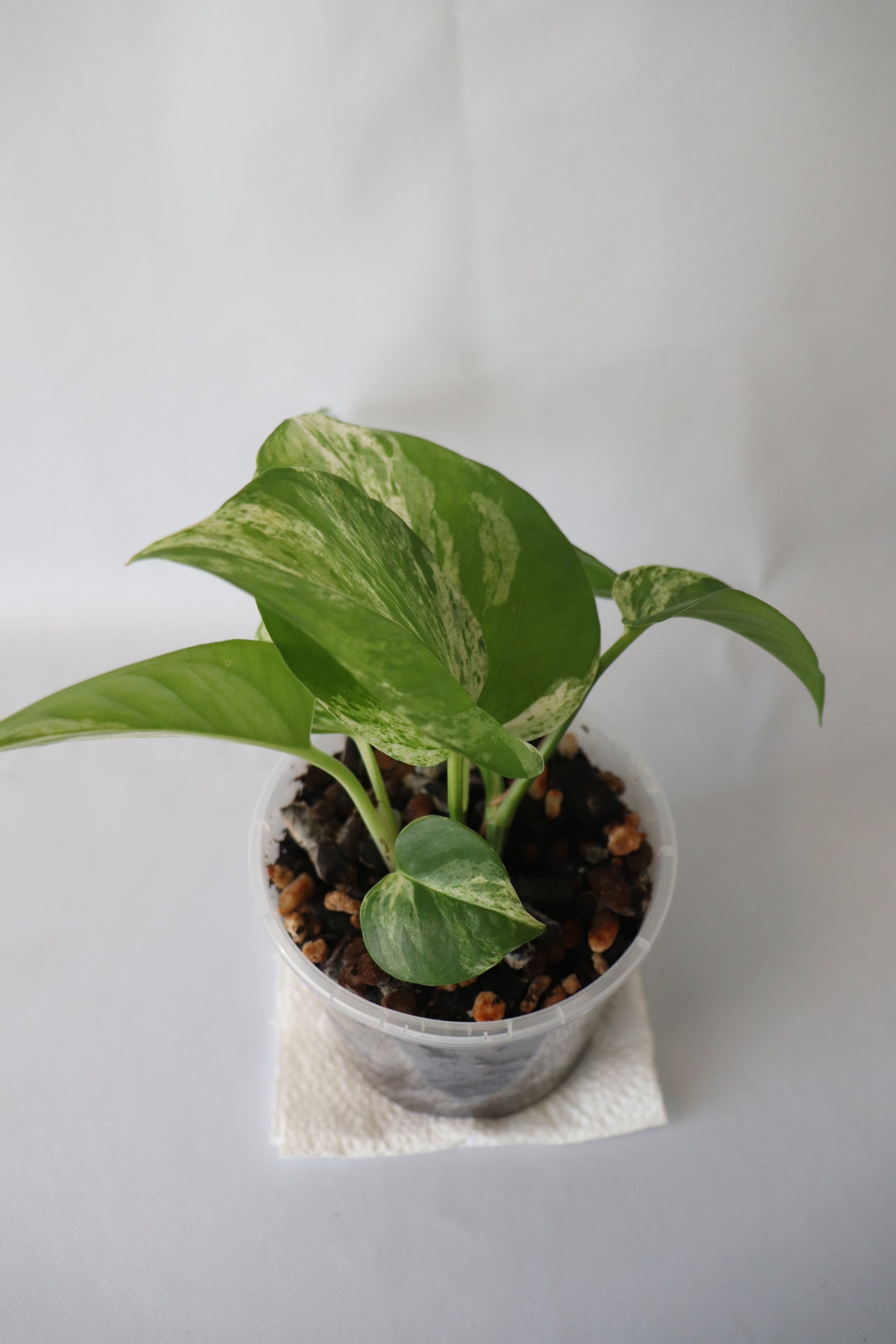 top view of Marble Queen Pothos in 100mm pot highlighting variegated leaves
