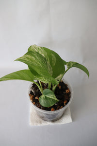 top view of Marble Queen Pothos in 100mm pot highlighting variegated leaves