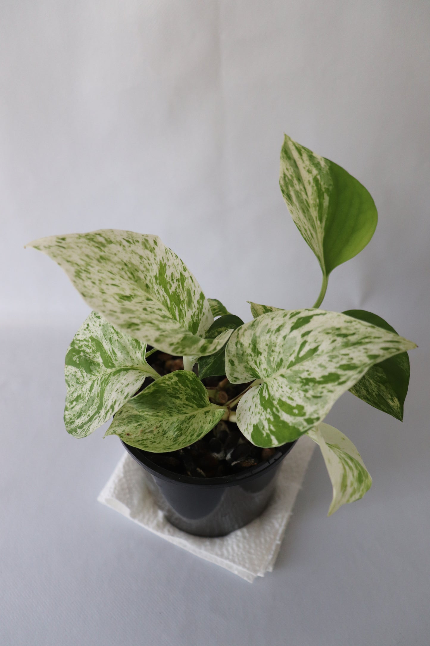Marble Queen Pothos close view of leaf varigation