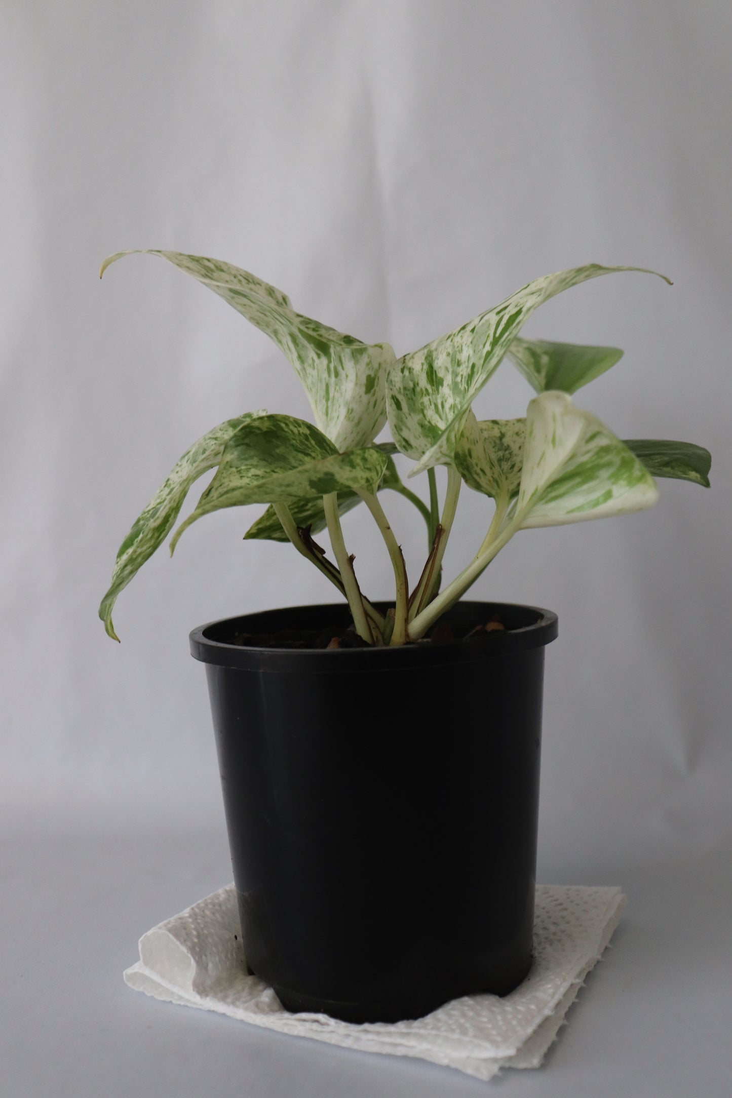 Marble Queen Pothos in a black nursery pot