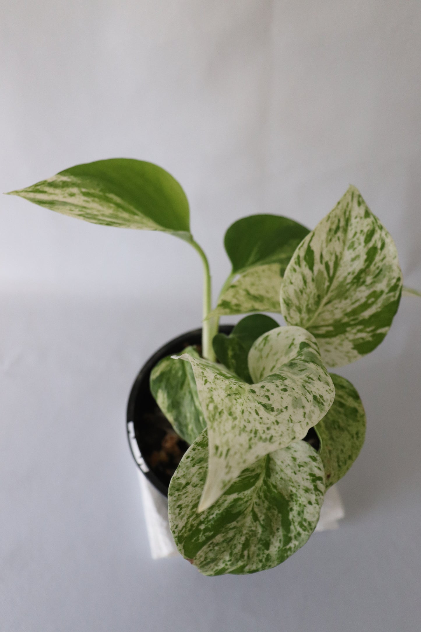 Close-up of Marble Queen Pothos leaves showing green and white marbling