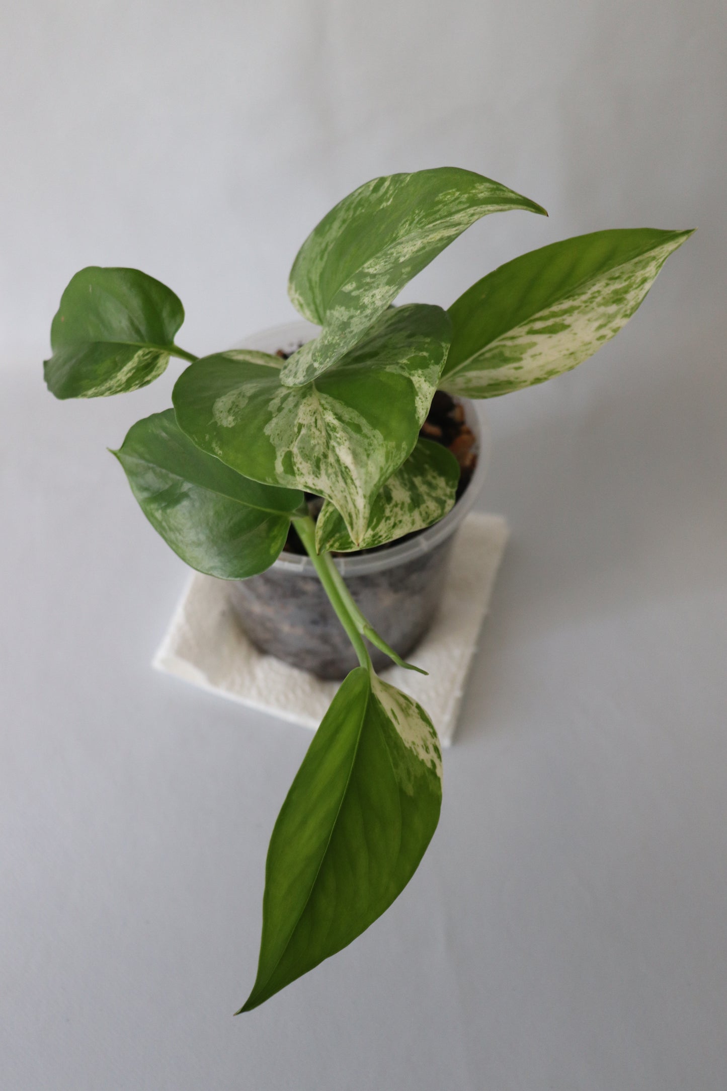 Trailing Marble Queen Pothos with new leaf