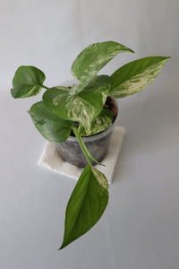 Trailing Marble Queen Pothos with new leaf