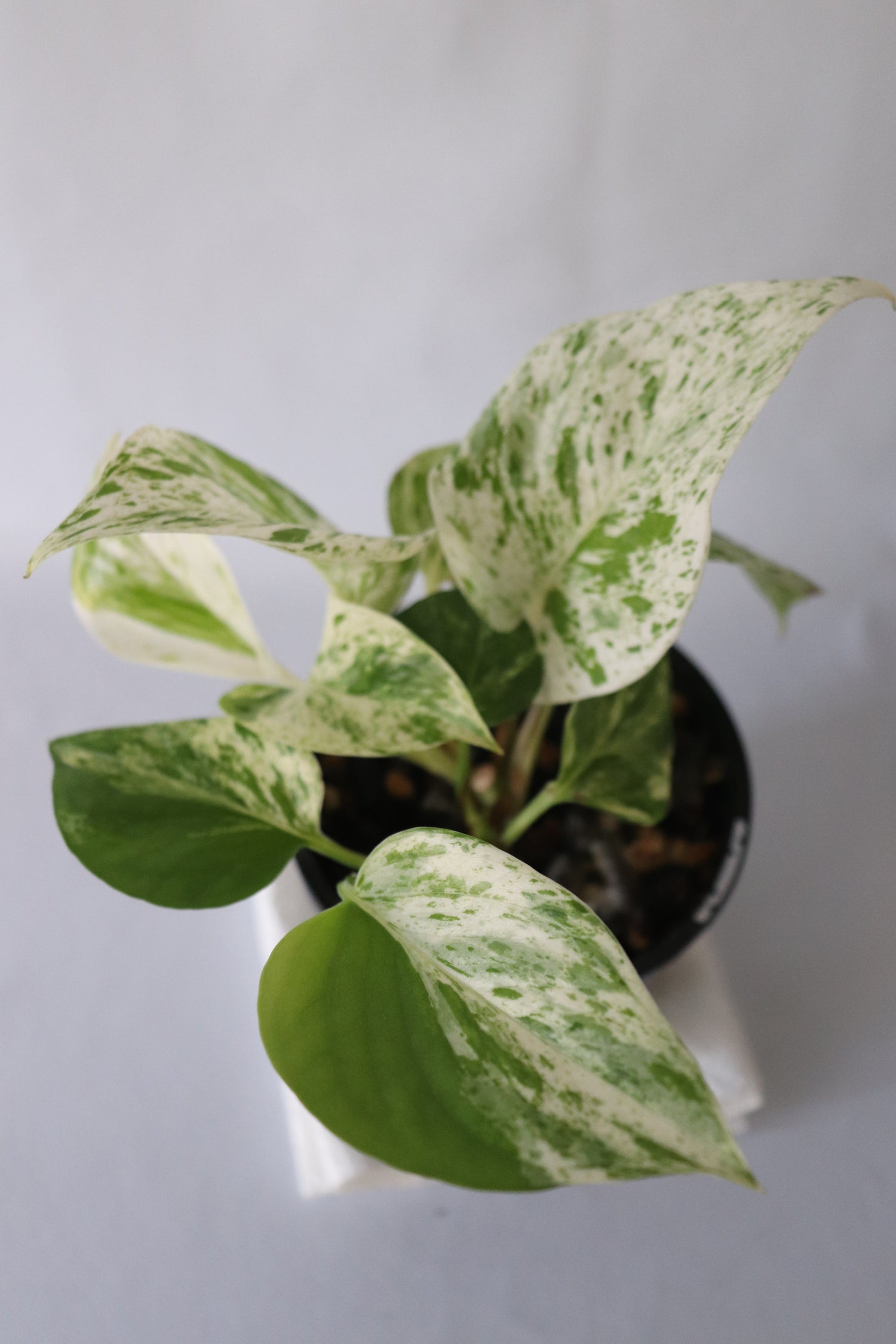 Detailed view of Marble Queen Pothos variegated leaf pattern