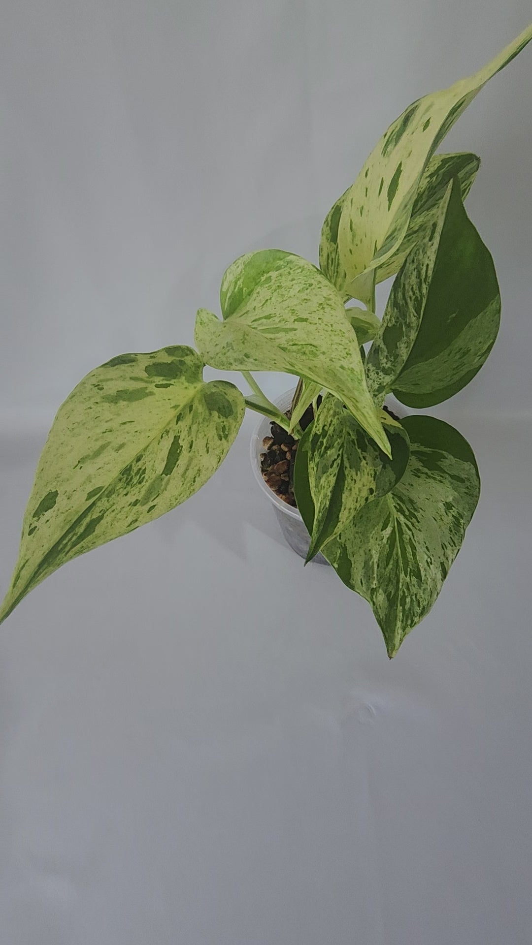 A vedio of the actual plant