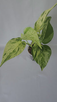 A vedio of the actual plant