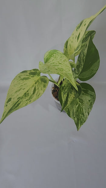 A vedio of the actual plant