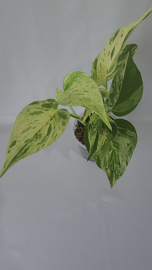 A vedio of the actual plant