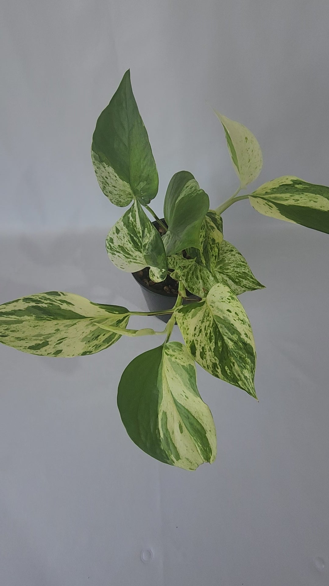 Actual Plant  Marble Queen Pothos in black nursery pot 100mm