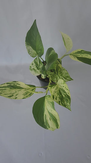 Actual Plant  Marble Queen Pothos in black nursery pot 100mm