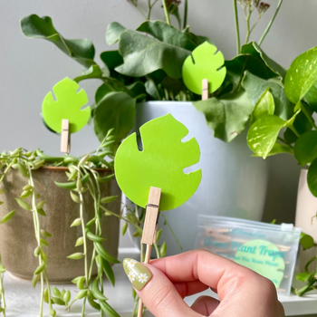 uBloomed Sticky Traps pack of 10 - Leaf of Faith SA