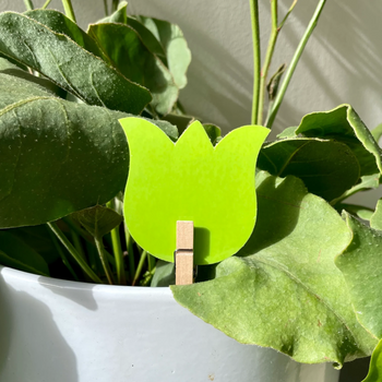 uBloomed Sticky Traps pack of 10 - Leaf of Faith SA