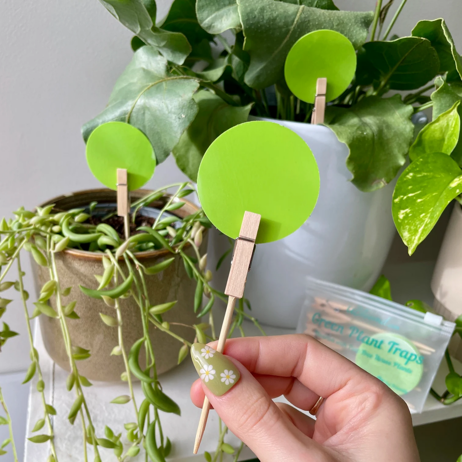 plant traps indoor uBloomed Sticky Traps pack of 10 – Leaf of Faith SA